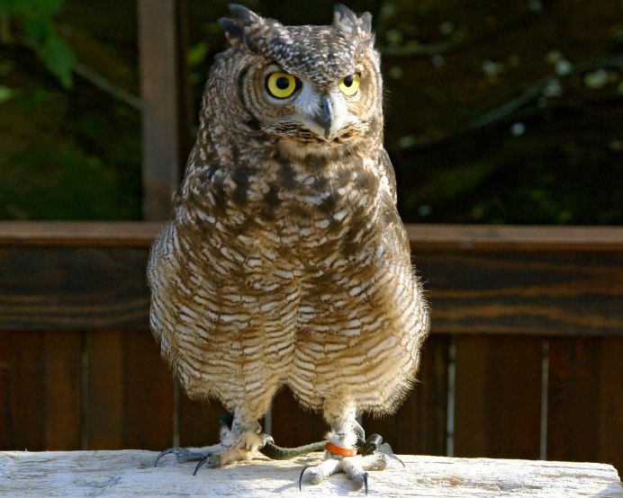 Bubo africanus