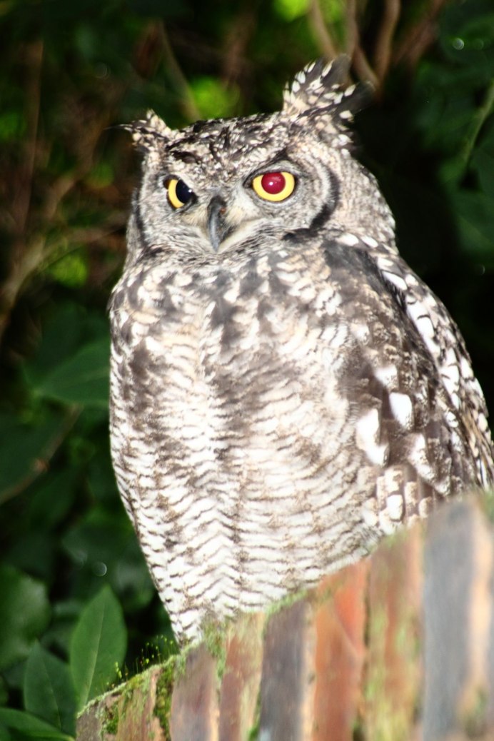 Strix woodfordii