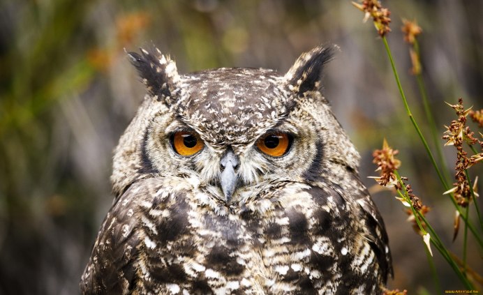 Филин (Bubo Bubo) – категория 2