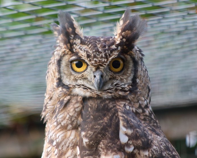 Виргинский Филин (Bubo virginianus)
