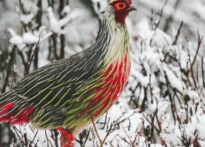 Фазан Крымский самки