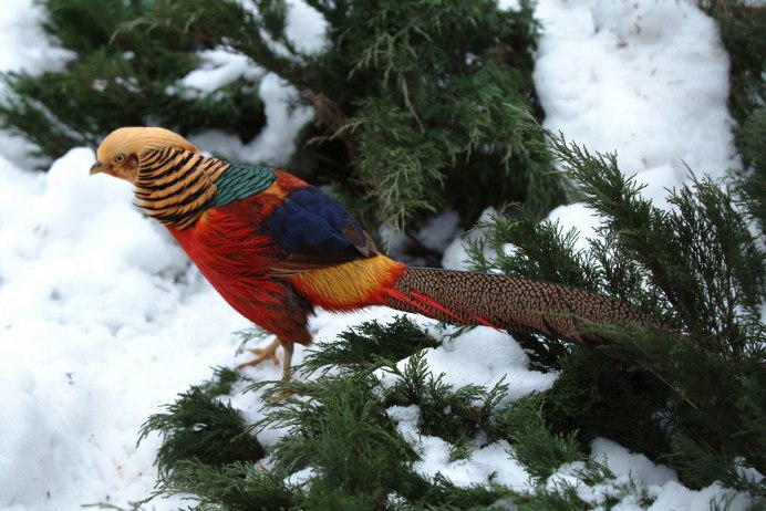 Золотой фазан в дикой природе