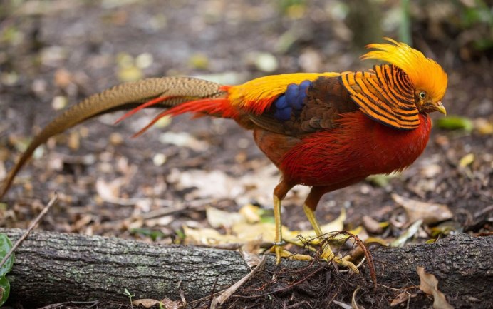 Фазан золотой красный