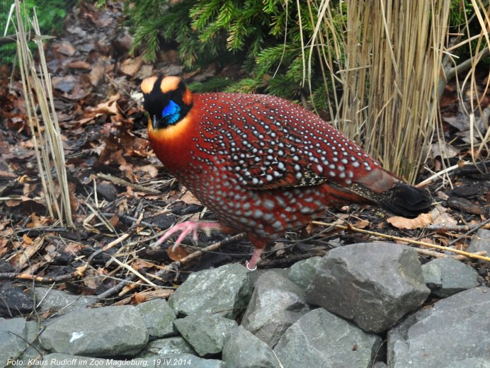 Красноспинный фазан