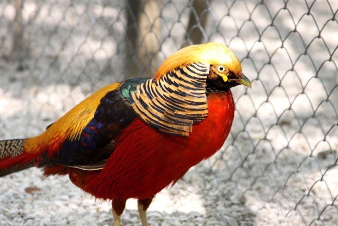 Фазан золотой красный