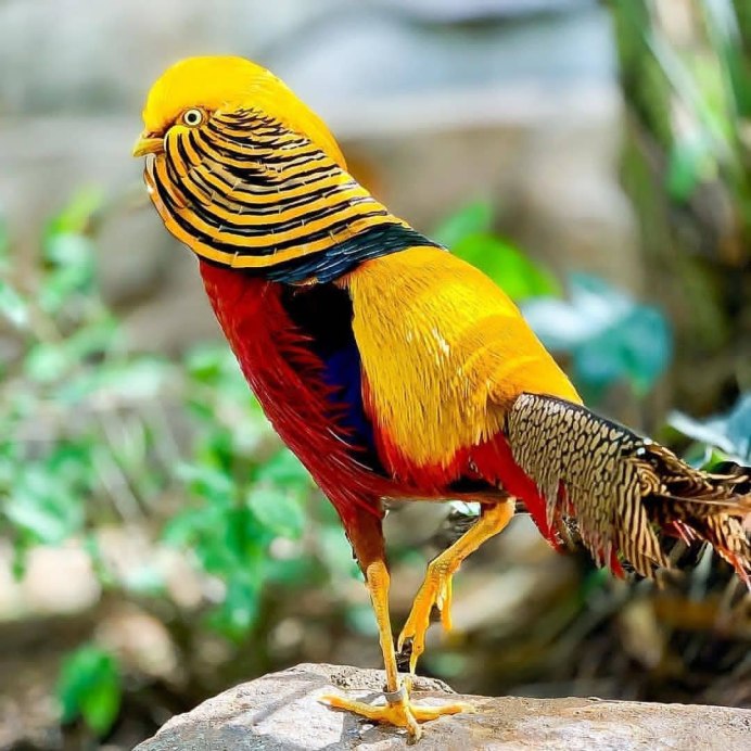 Маленький фазанчик