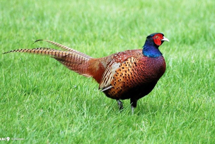 Фазан обыкновенный Phasianus colchicus