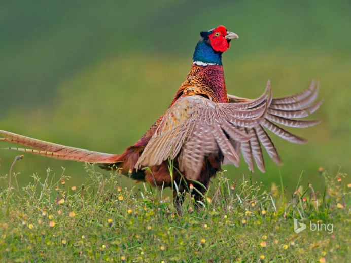 Фазан леди Амхерст