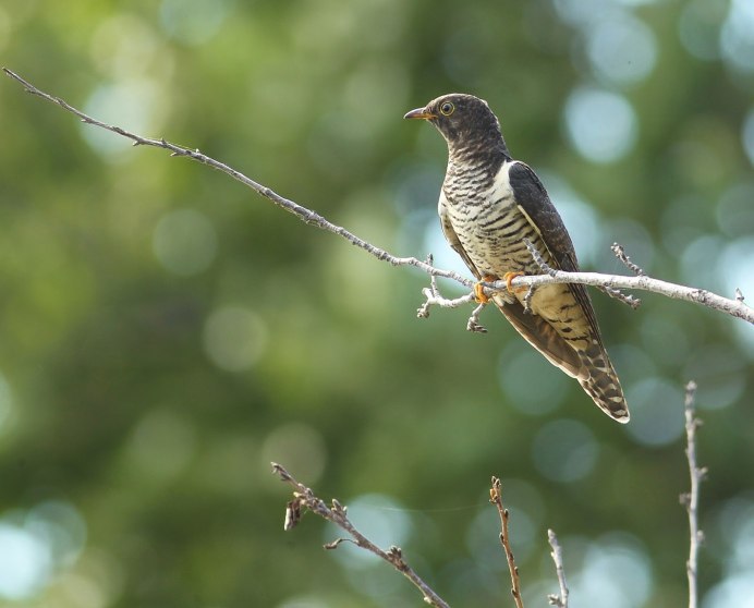 Cuckoo Bird