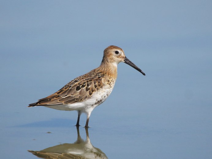 Чернозобик Calidris Alpina (Linnaeus, 1758)