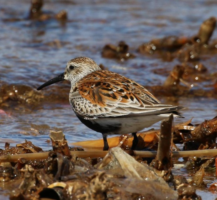 Чернозобик Calidris Alpina