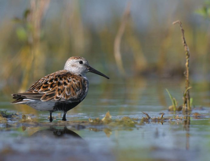 Чернозобик Calidris Alpina (Linnaeus, 1758)