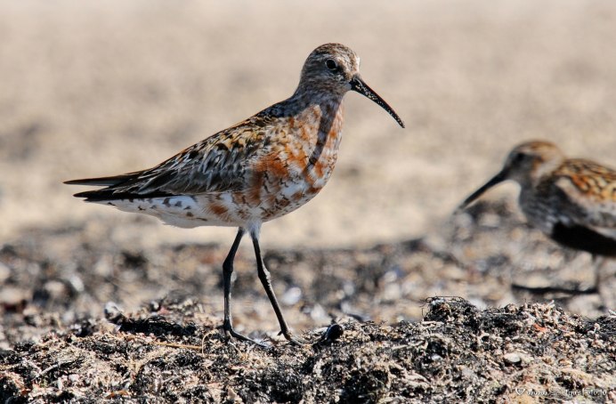 Исландский песочник (Calidris canutus)