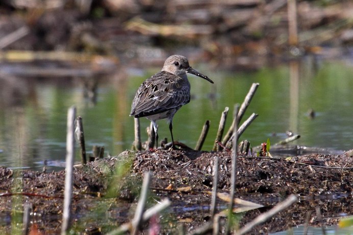 Calidris Alpina