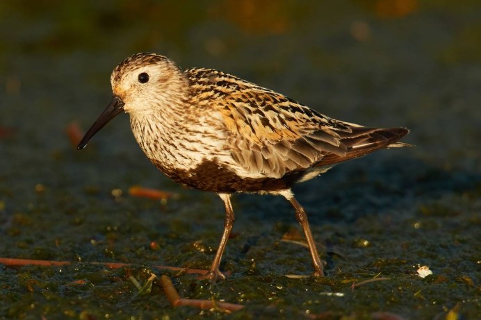 Чернозобик Calidris Alpina