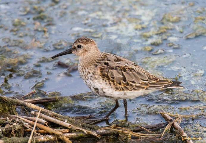 Чернозобик Calidris Alpina (Linnaeus, 1758)