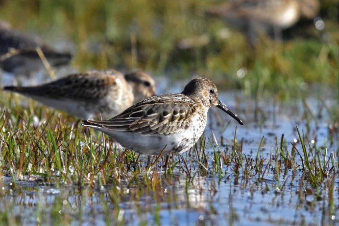 Чернозобик Calidris Alpina