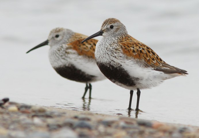 Чернозобик Calidris Alpina