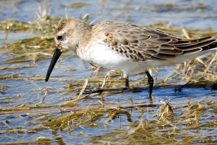 Чернозобик Calidris Alpina