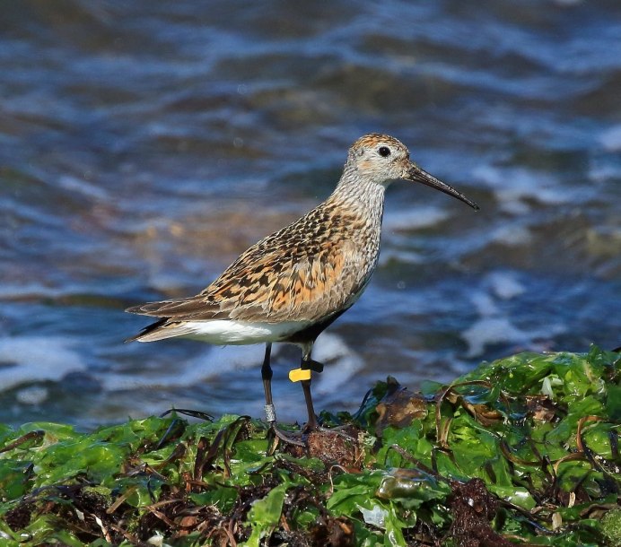 Чернозобик Calidris Alpina