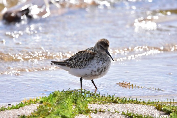 Чернозобик Calidris Alpina