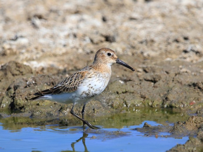 Чернозобик Calidris Alpina