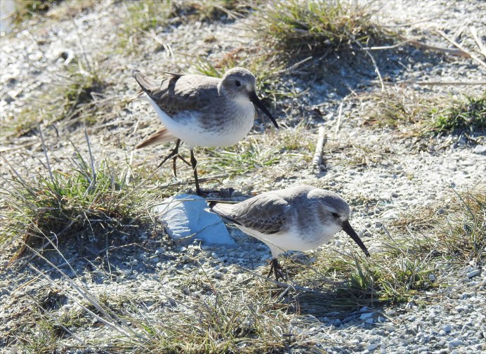 Чернозобик Calidris Alpina