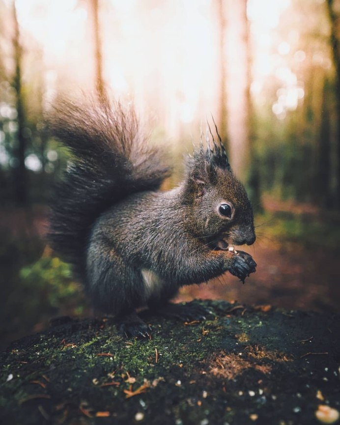 Callosciurus inornatus