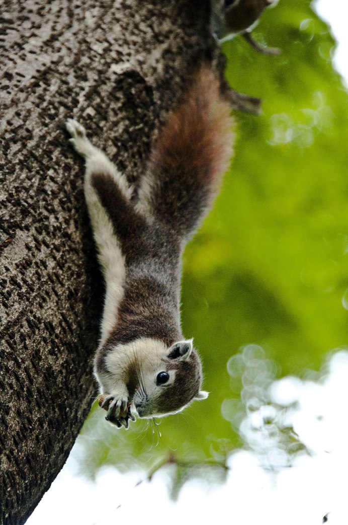 Sciurus Granatensis