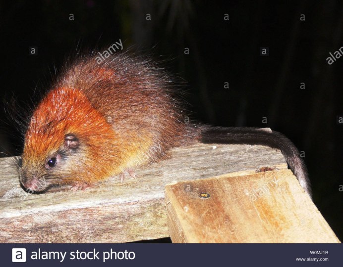 Красногривая древесная крыса