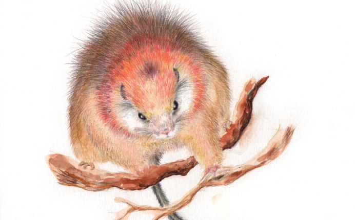Красная крыса