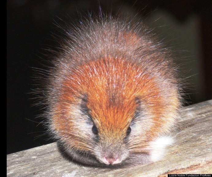 Крыса Uromys Vika