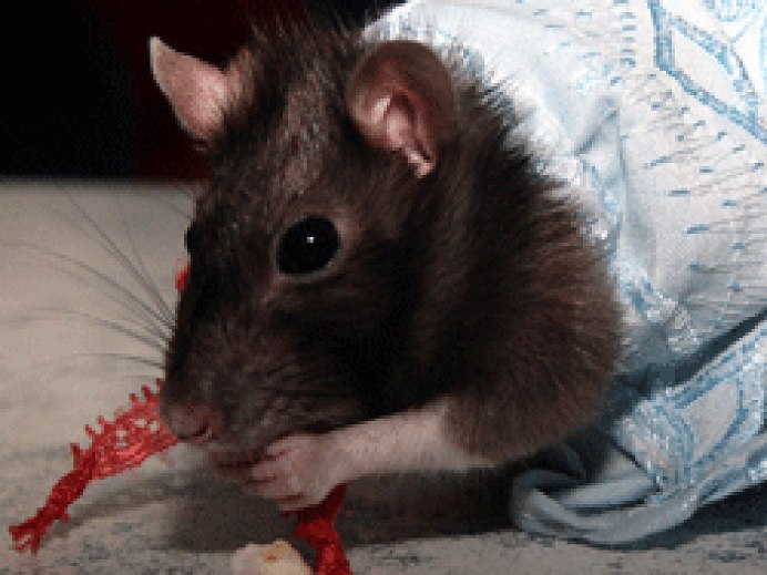 Китайская хохлатая Сэм