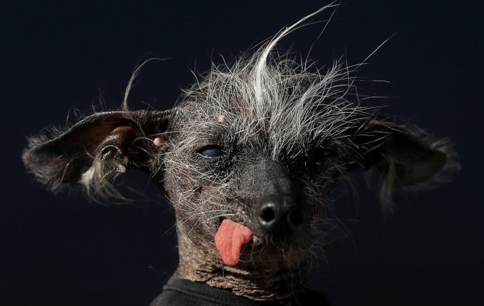 Китайская хохлатая сутулая