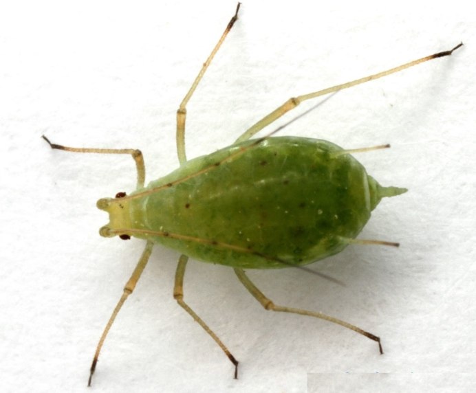 Зеленые клещи