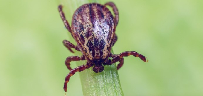 Человек-муравей пылевой клещ