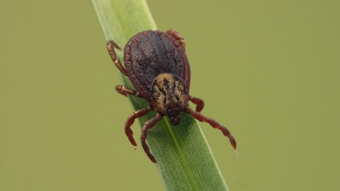 Клещ бывает зеленым