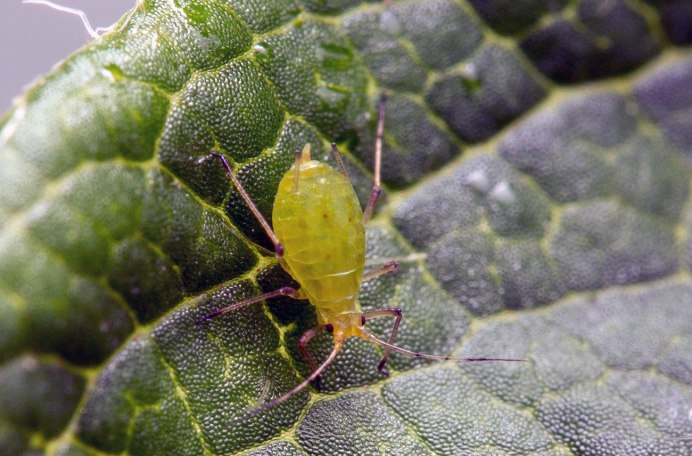 Клоп щитник зеленый личинка