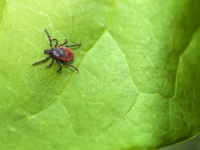 Клещ собачий среда обитания