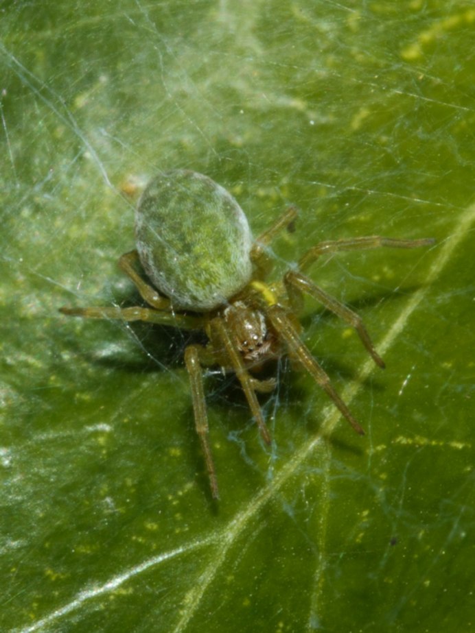 Клоп щавельный