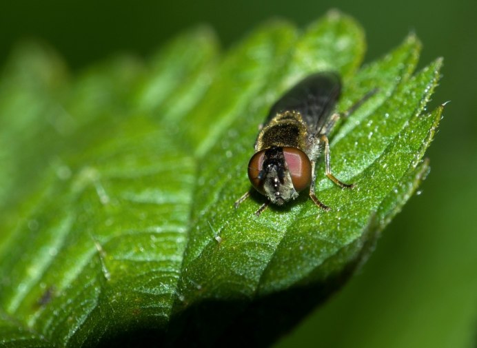 Ixodidae иксодовые клещи