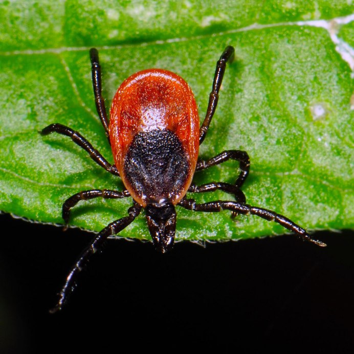 Травяной клещ зеленый