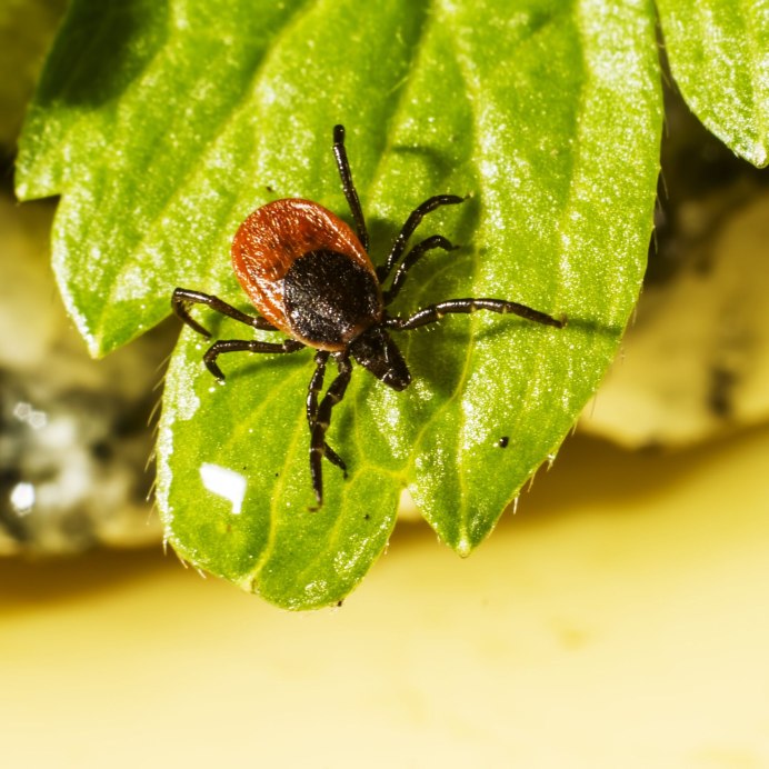 Тля Гороховая (Acyrthosiphon Pisum