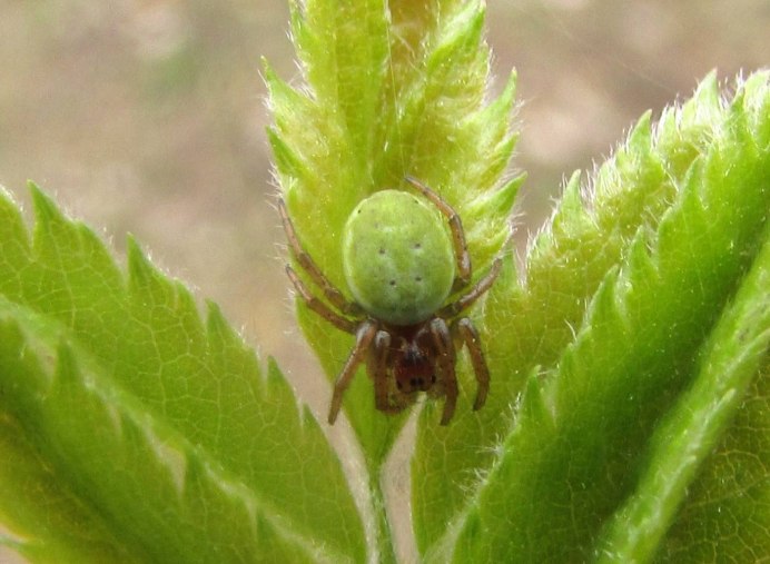 Маленькие клещи зеленые