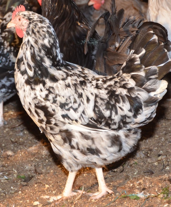 Виандот куропатчатый