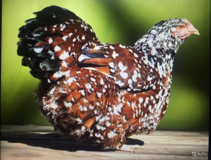 Орпингтон парцеляновый