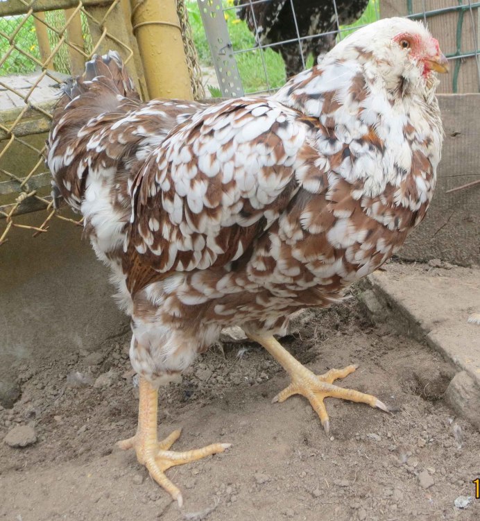 Пита Пинта Астуриана