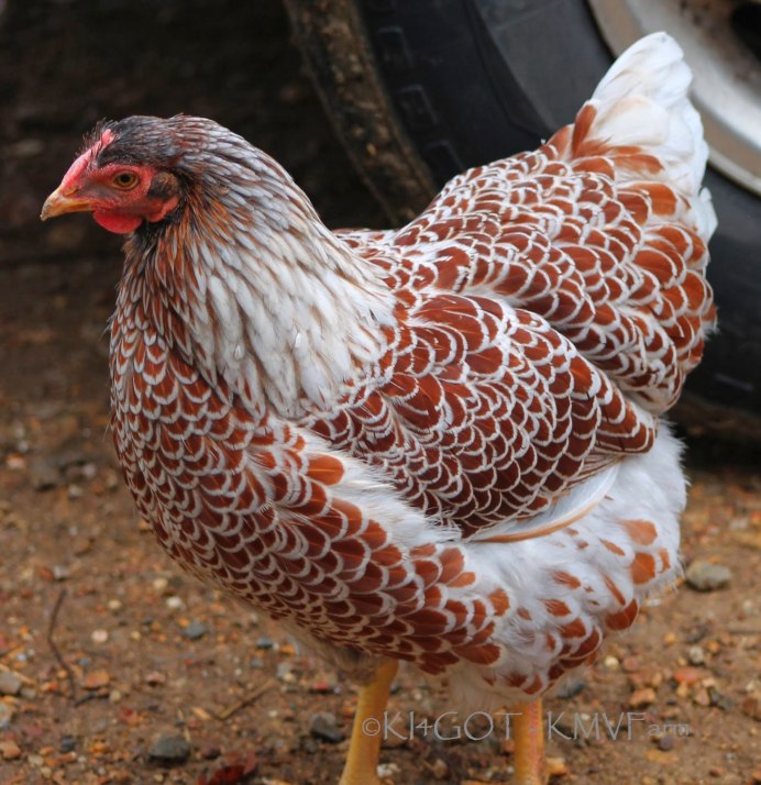 Курица пеструшка порода
