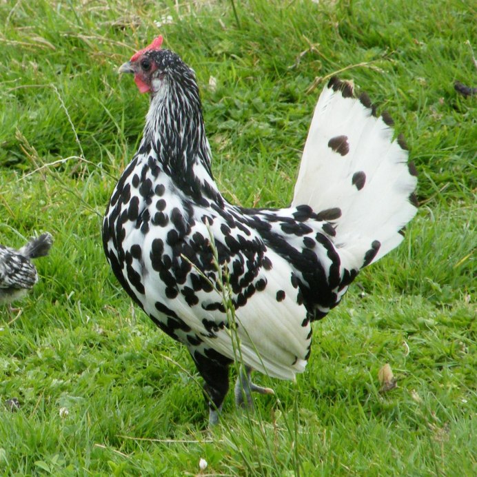 Петух Виандот