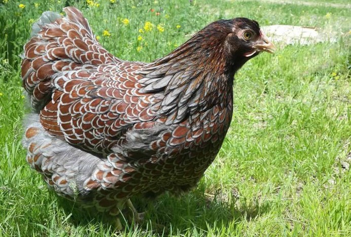 Виандот золотоокаймленный